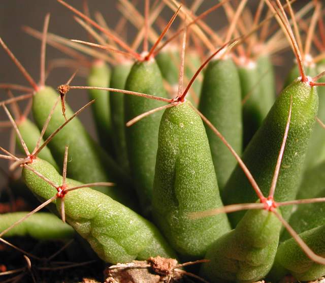 Mammillaria uberiformis (2).jpg